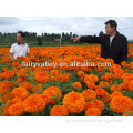 High Quality Hybrid F1 Lutein Pigment Marigold Flower seeds Tagetes erecta seeds For Pot Flower Or For Landscape